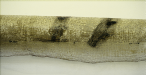 [Click to enlarge image]